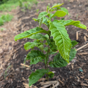 American x Chinese Chestnut (Castanea dentata x mollissima) – Bare Root Seedlings