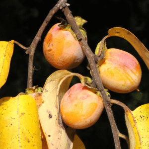 American Persimmon (Diospyros virginiana) – Bare Root Seedlings