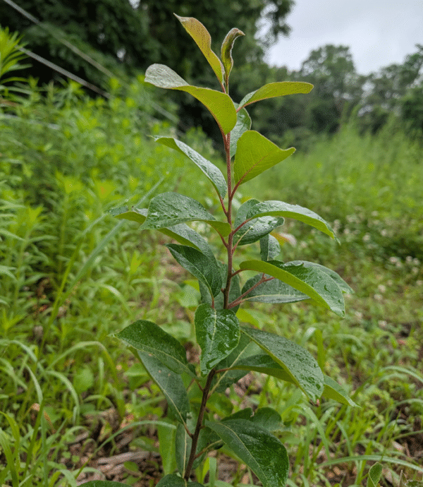 American Persimmon (Diospyros virginiana) – Bare Root Seedlings - Image 2