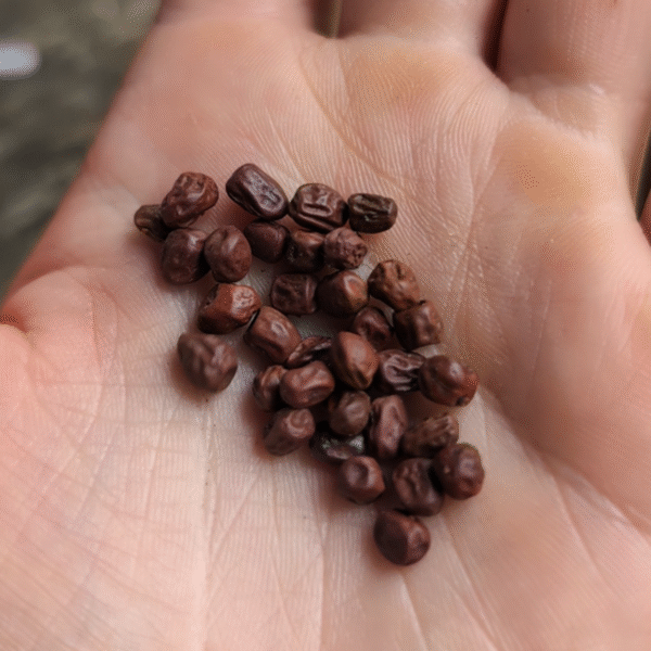 Hopniss (Apios americana) - Seeds - Image 2