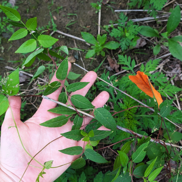 Hopniss (Apios americana) - Seeds - Image 3
