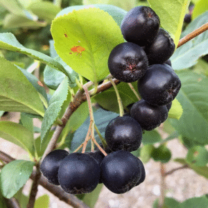 Aronia melanocarpa – Bare Root Seedlings