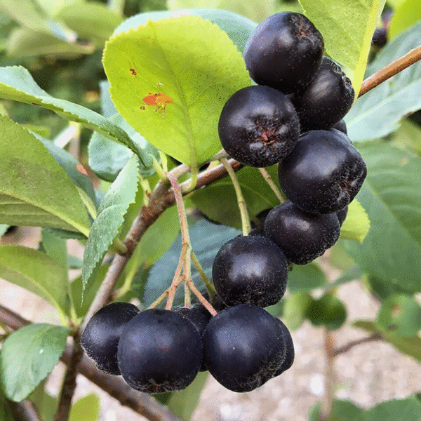 Aronia melanocarpa – Bare Root Seedlings