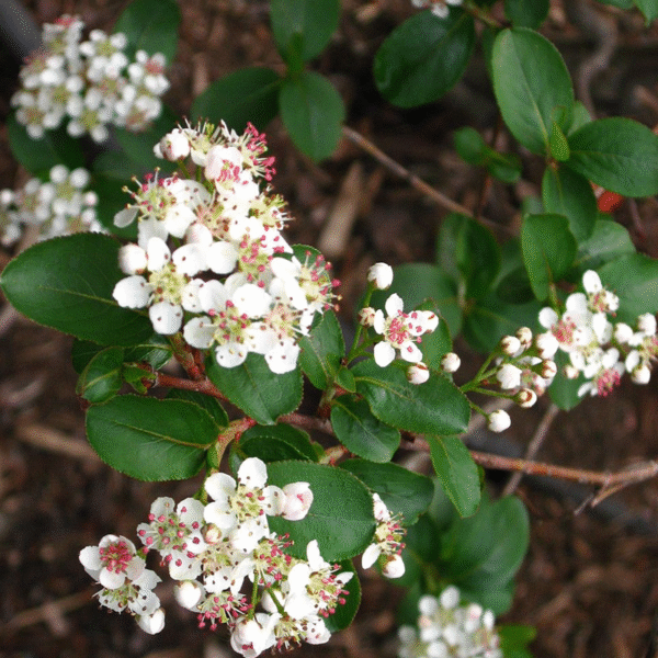 Aronia melanocarpa – Bare Root Seedlings - Image 2