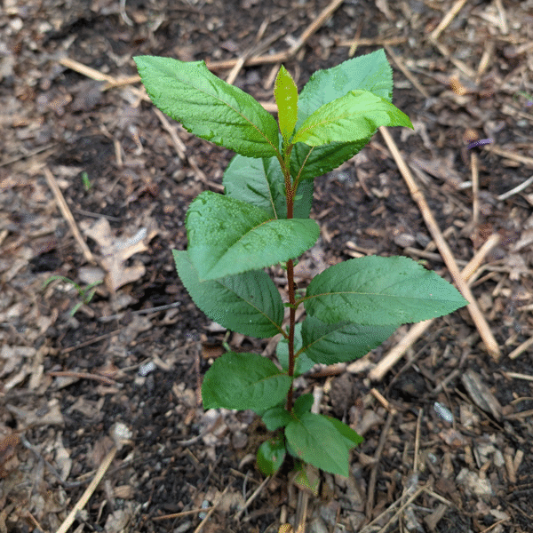 Aronia melanocarpa – Bare Root Seedlings - Image 4