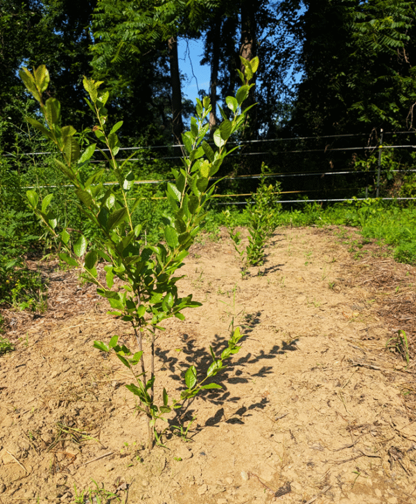 Cape May Beach Plum (Prunus maritima) - Bare Root Seedlings - Image 2