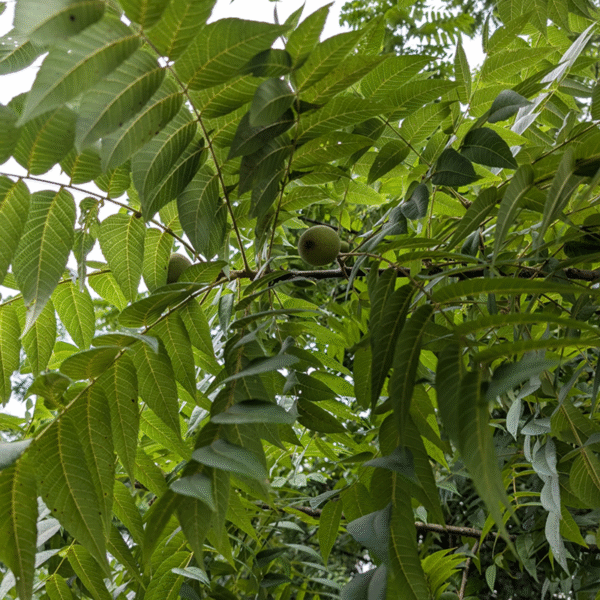 Black Walnut (Juglans nigra) - Bare Root Seedlings - Image 2