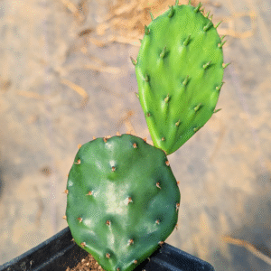 Reed's Beach Prickly Pear - Bare Root