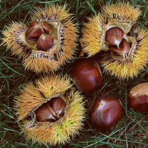 Chinese Chestnut (Castanea mollisima) – Bare Root Seedlings
