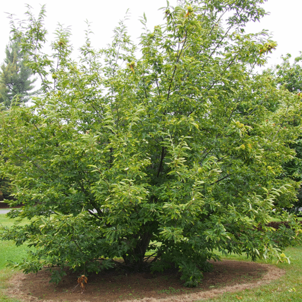Chinese Chestnut (Castanea mollisima) – Bare Root Seedlings - Image 3