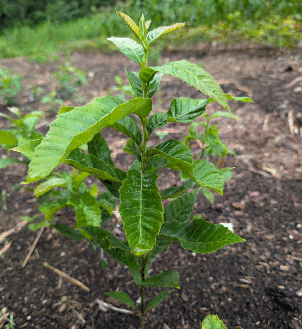Chinese Chestnut (Castanea mollisima) – Bare Root Seedlings - Image 2