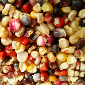 Nitrogen Fixing Corn Seeds - Flour Corn Breeder's Grex
