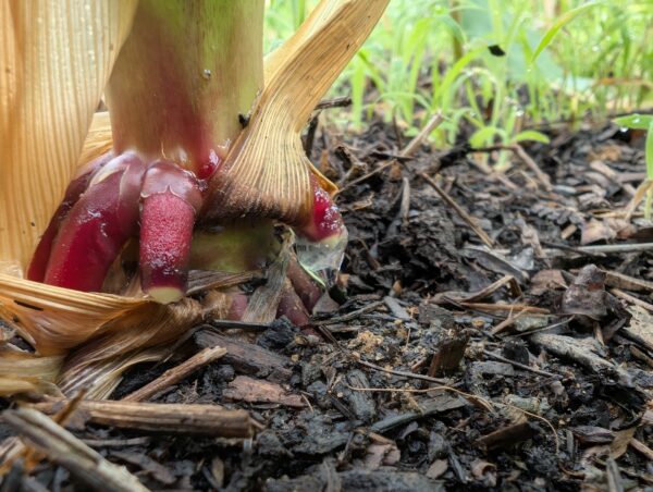 Nitrogen Fixing Corn Seeds - Flour Corn Breeder's Grex - Image 2
