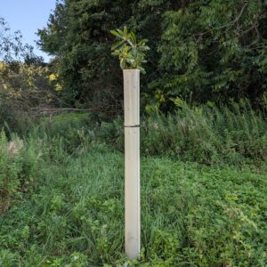 Tree tube