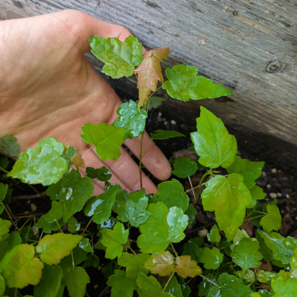 Red Maple (Acer rubrum) - Pack of 5 Bare Root Seedlings