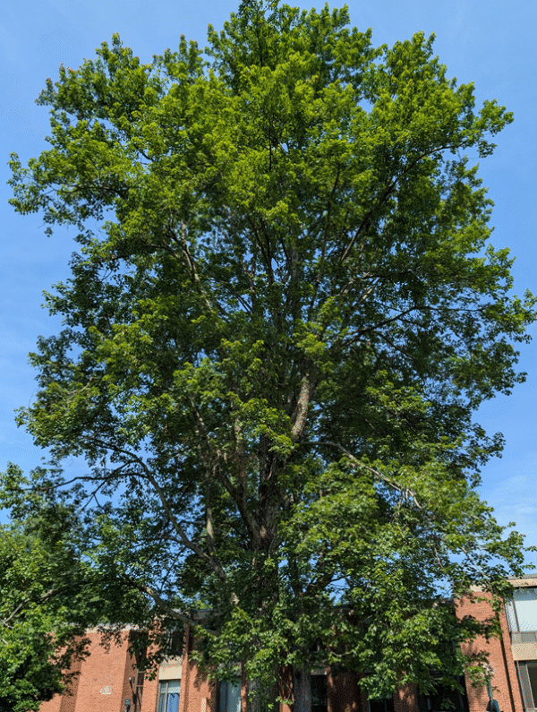 Red Maple (Acer rubrum) - Pack of 5 Bare Root Seedlings - Image 2