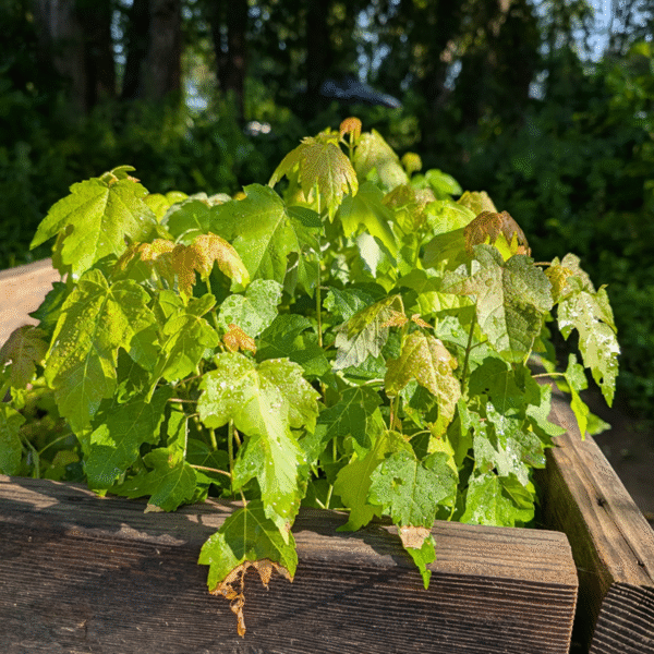 Silver Maple (Acer saccharinum) - Pack of 5 Bare Root Seedlings - Image 2