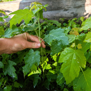 Silver Maple (Acer saccharinum) - Pack of 5 Bare Root Seedlings