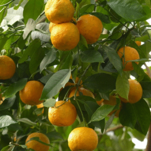 Sour Orange (Citrus aurantium) - Pack of 5 Bare Root Seedlings