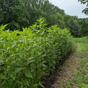 Lofthouse Sunroot – 10 Tubers