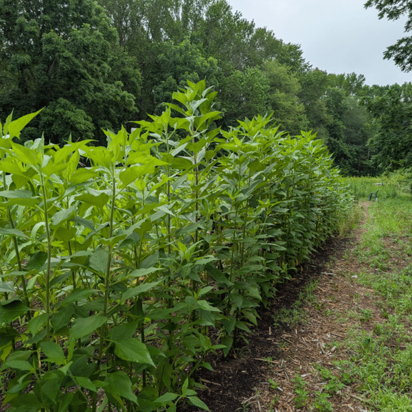 Lofthouse Sunroot – 10 Tubers