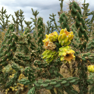 Tree Cholla (Cylindropuntia imbricata) - Cuttings