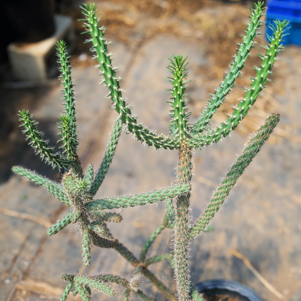 Tree Cholla (Cylindropuntia imbricata) - Cuttings - Image 2