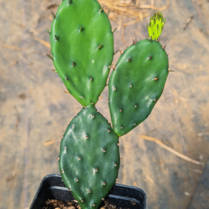 Tuckerton Prickly Pear - Bare Root