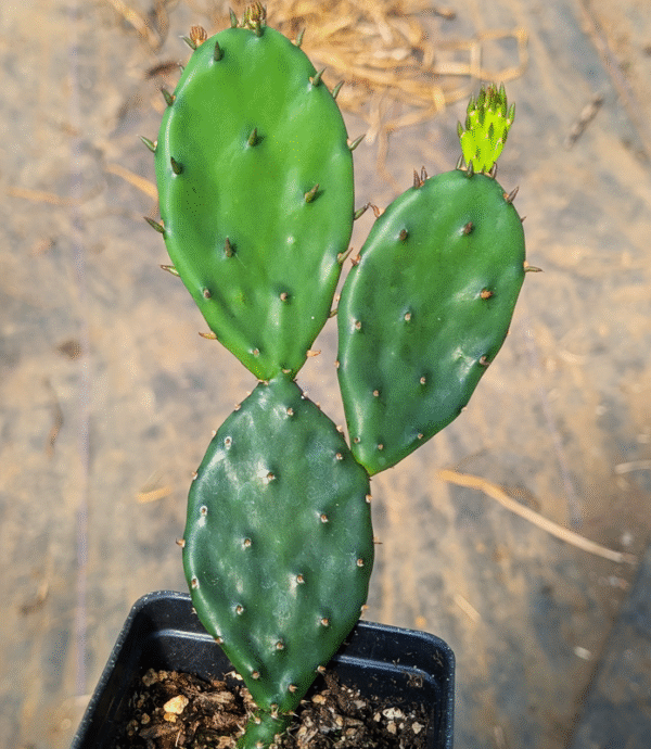 Tuckerton Prickly Pear - Bare Root