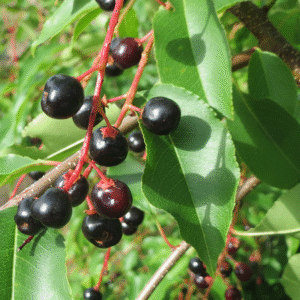 Wild Black Cherry (Prunus serotina) – Bare Root Seedlings