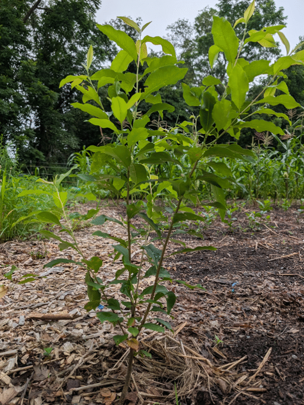 Wild Black Cherry (Prunus serotina) – Bare Root Seedlings - Image 3