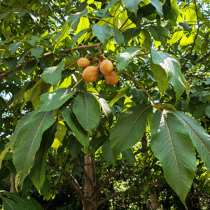Yellow Buckeye (Aesculus flava) - PACK OF 2 Bare Root Seedlings