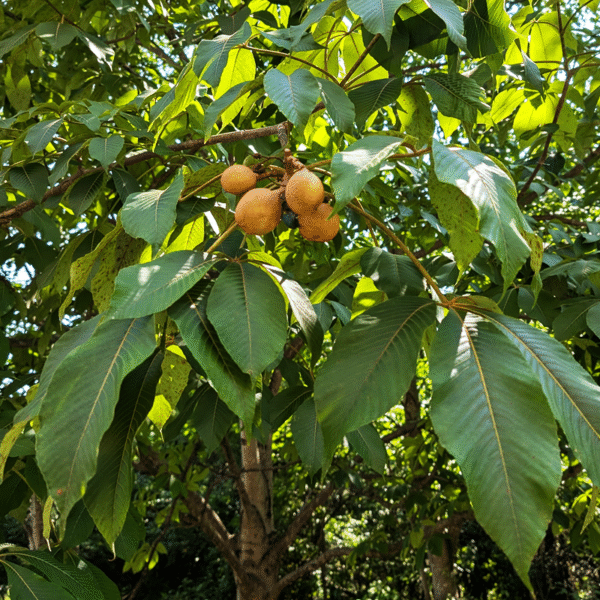 Yellow Buckeye (Aesculus flava) - PACK OF 2 Bare Root Seedlings