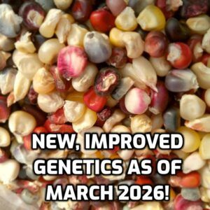 Nitrogen Fixing Corn Seeds - Flour Corn Breeder's Grex