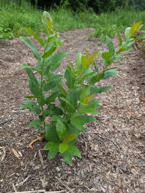 Barnegat Beach Plum (Prunus maritima) - Bare Root Seedlings