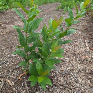 Beach plum seedling
