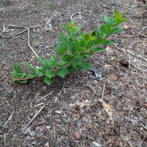Sandy Hook Beach Plum (Prunus maritima) - Bare Root Seedlings