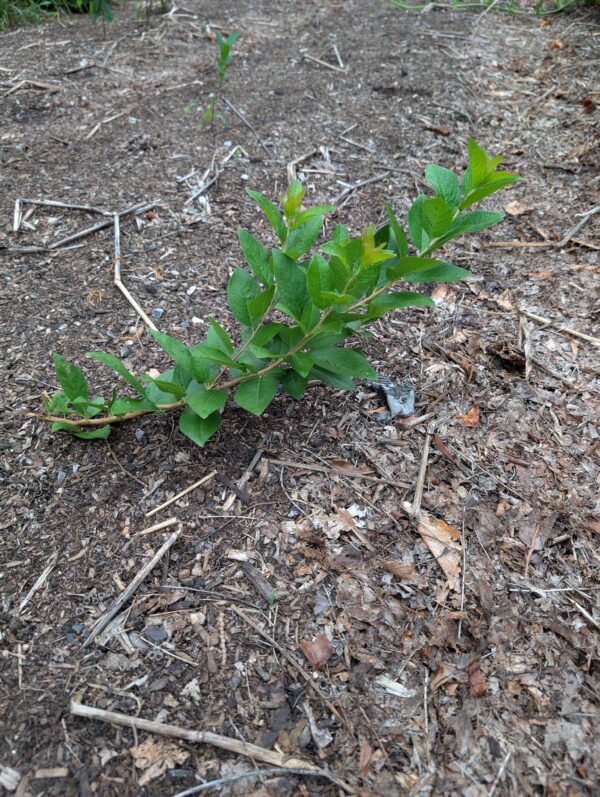 Sandy Hook Beach Plum (Prunus maritima) - Bare Root Seedlings
