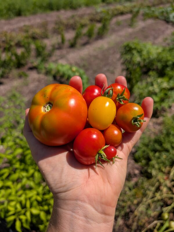 Free Range Tomato Mix - 100+ seeds