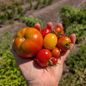 A handful of tomatoes, different shapes and sizes