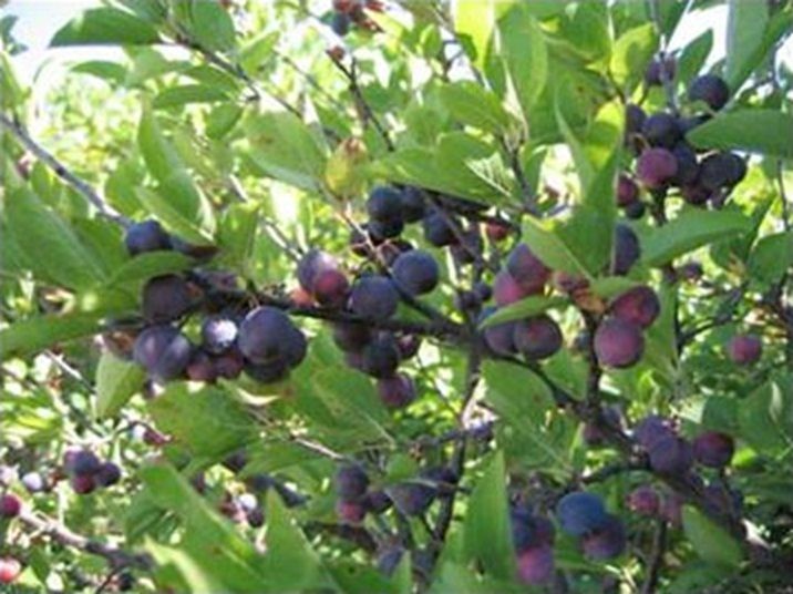 fruit