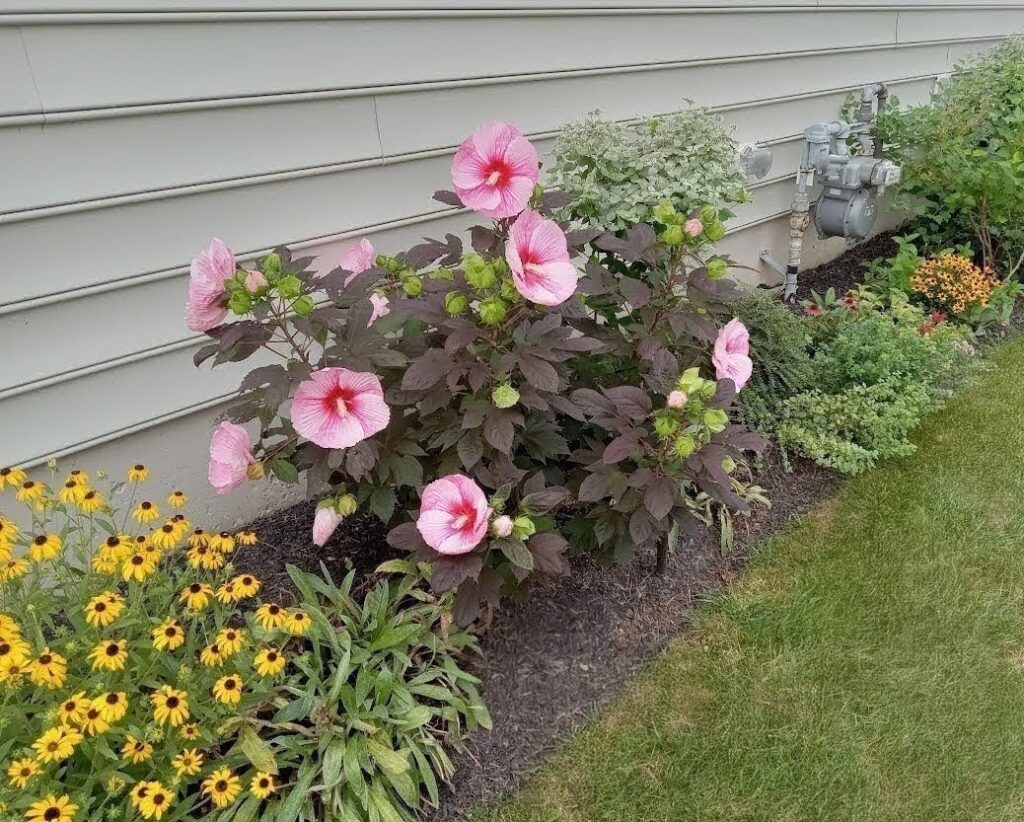 Native plant garden bed