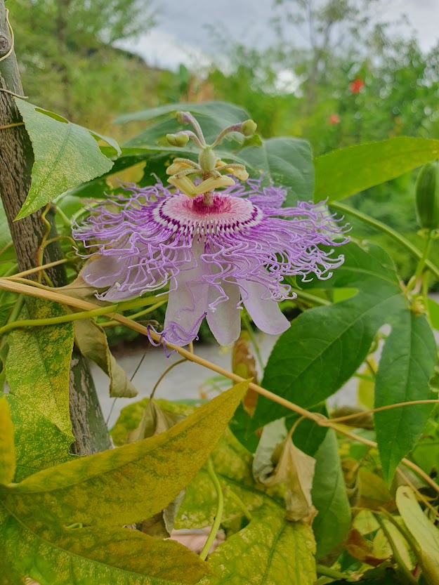 Maypop flower