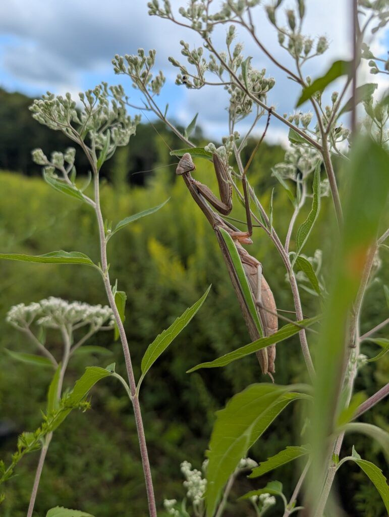 Praying mantis