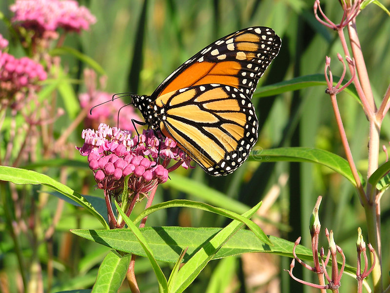 Monarch butterfly on milkweeed