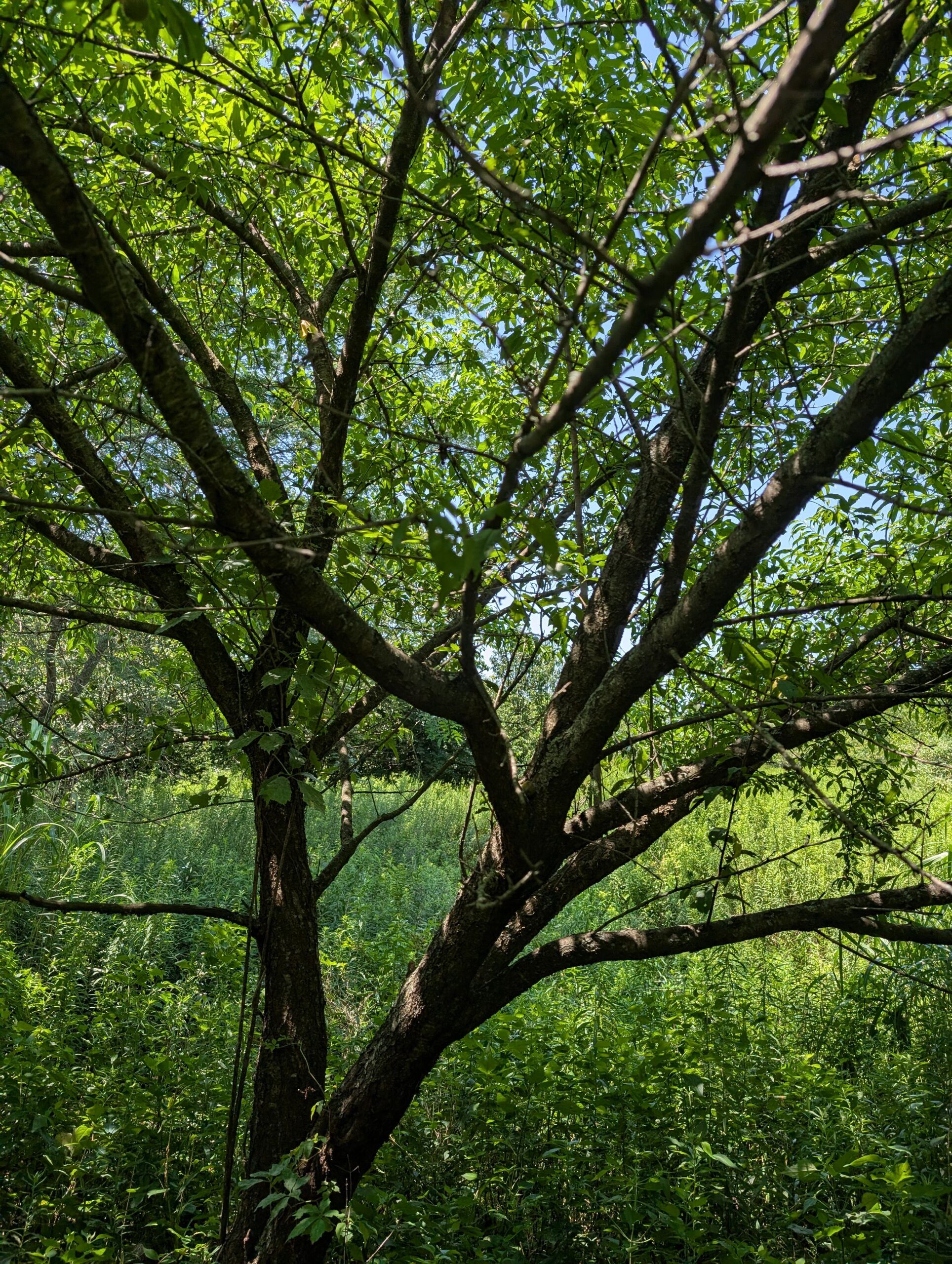 Feral peach tree