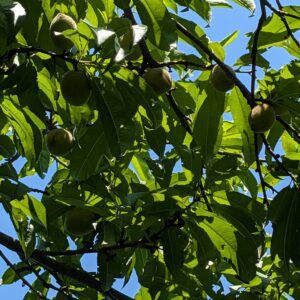 Peach branches