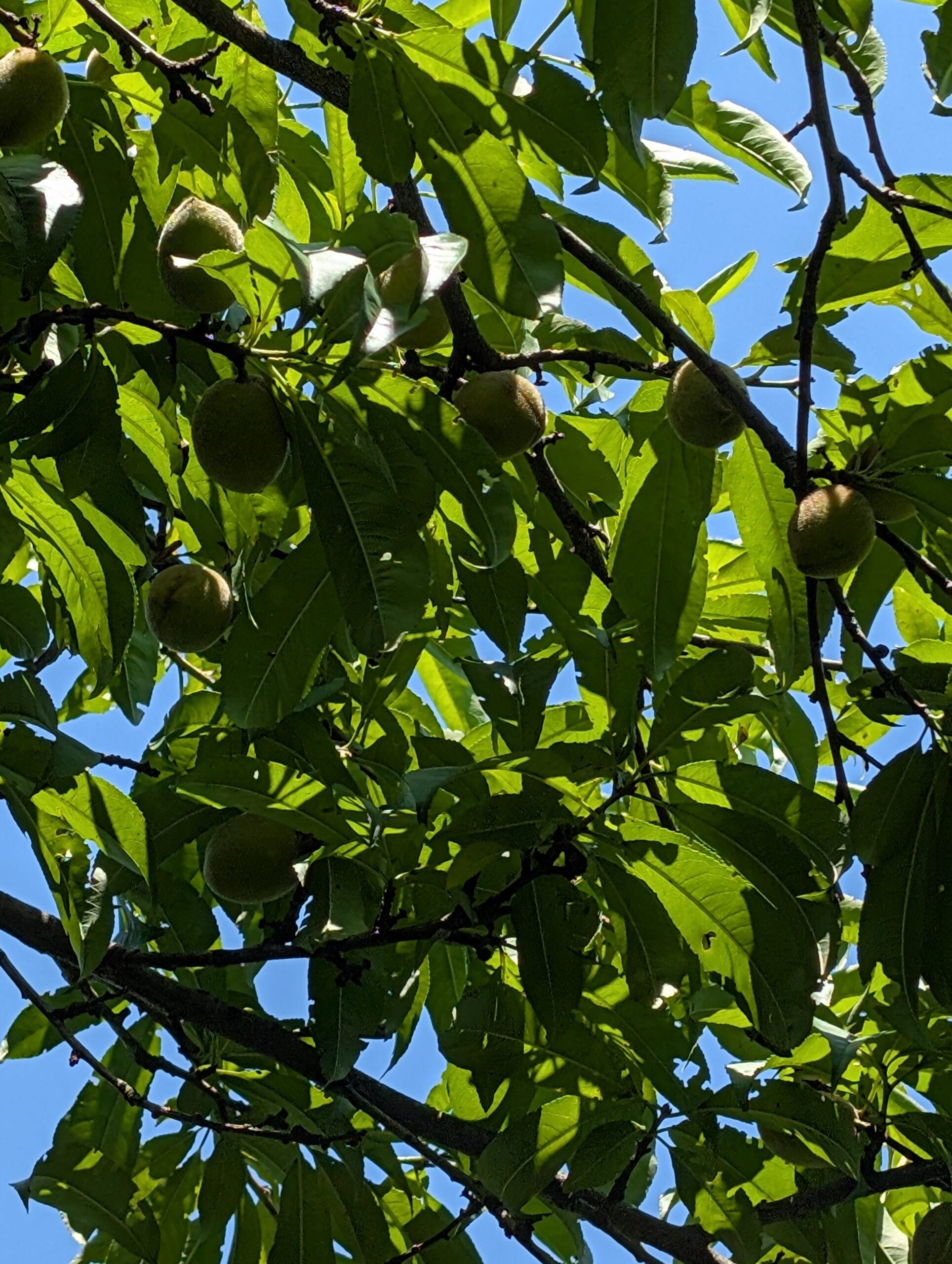 Peach branches