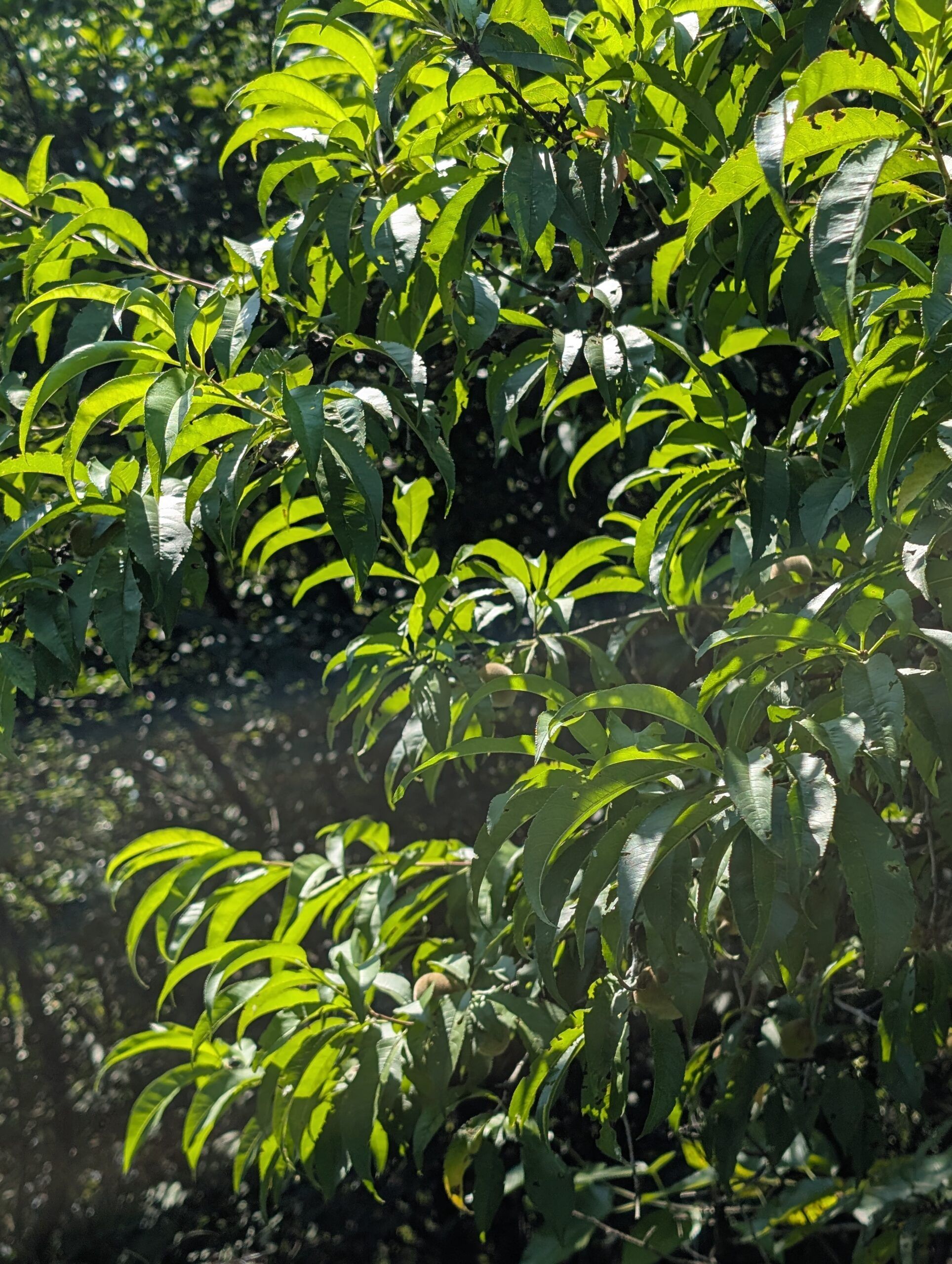 Peach branches