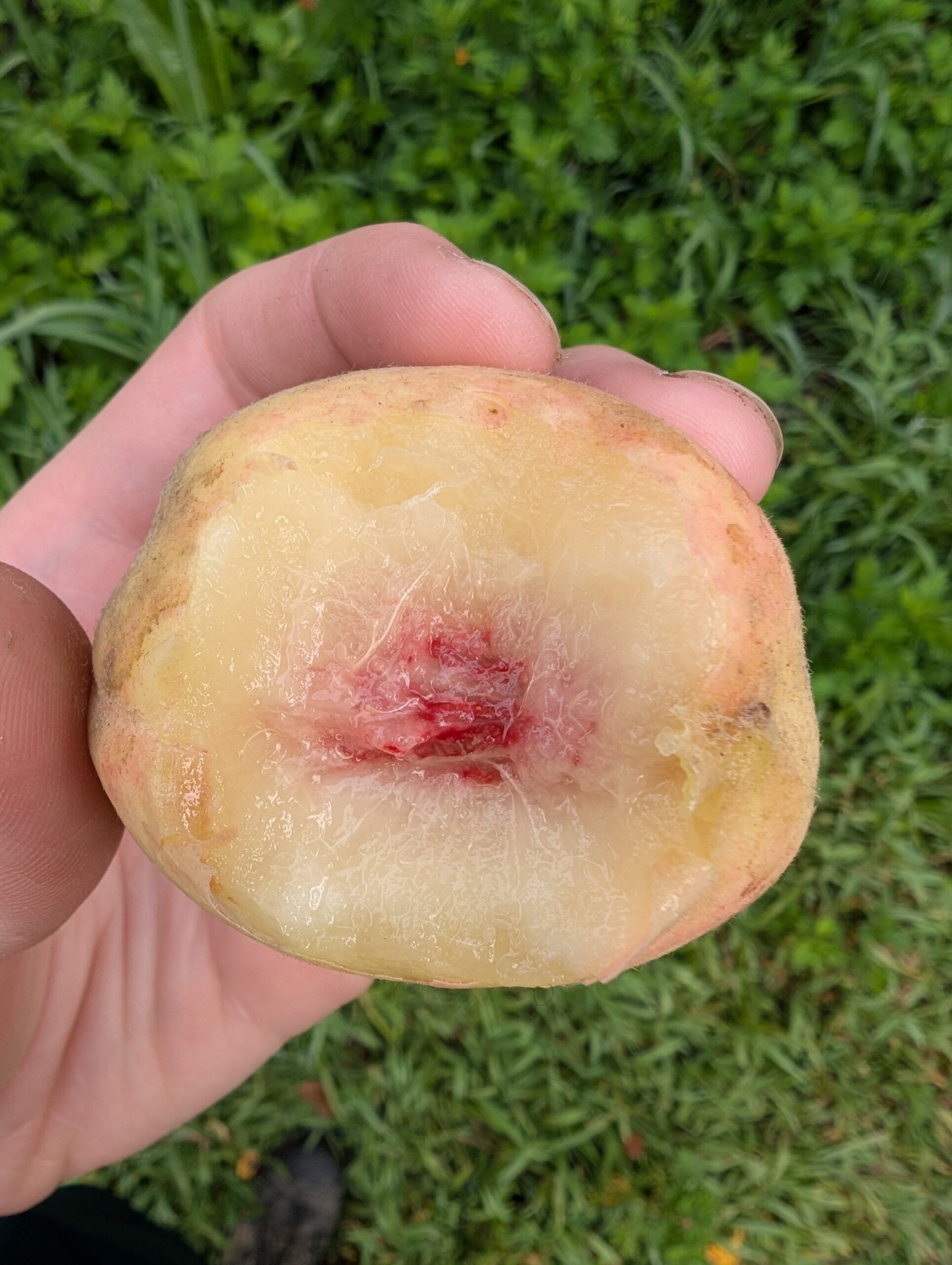 Catasauqua peach large fruit